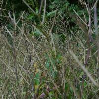 Trockene Blütenstände mit Samenschoten