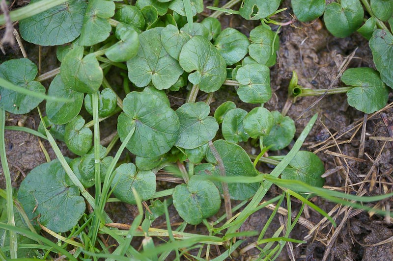 Das Scharbockskraut. Das weiße Schaf unter den Ranunkelgewächsen