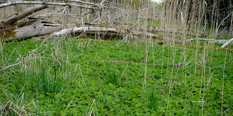 „Warum soll ich Unkraut essen?“  Auftaktvortrag zur Reihe „Wilder Sonntag“ am 12.&nbsp;März