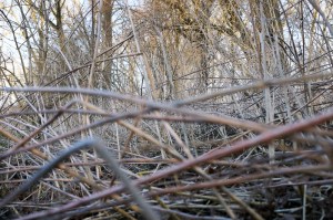 Erste Brennnesseln im März