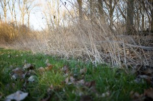 Erste Brennnesseln im März