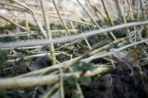 Erste Brennnesseln im März