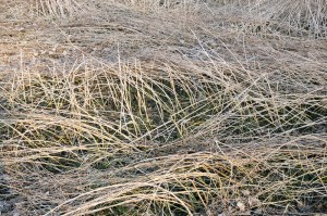 Erste Brennnesseln im März