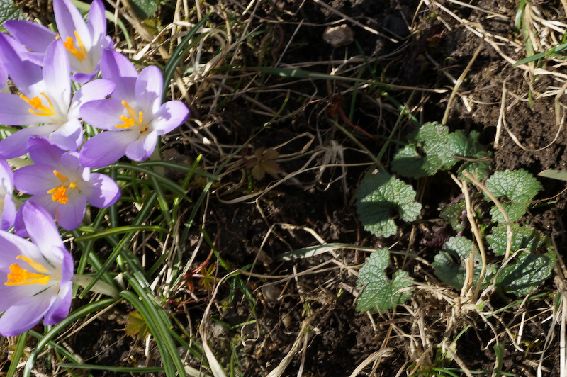 Frühlings-Überraschung