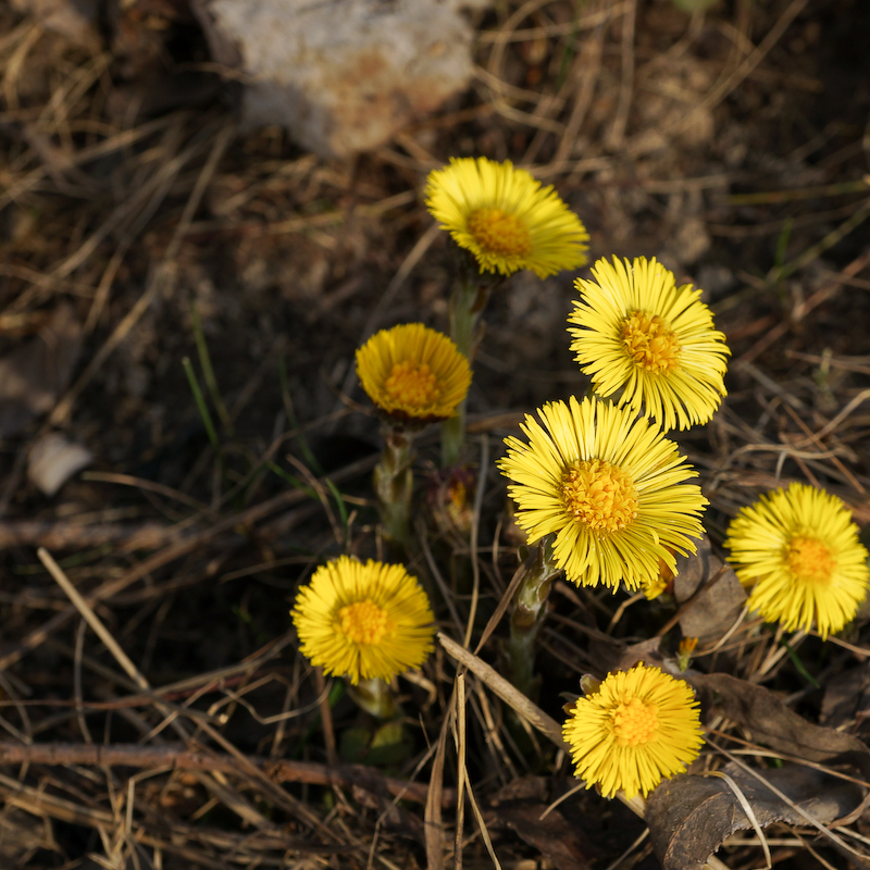 Vortrag zu „Essbaren Wildpflanzen“ in der Stadtbücherei&nbsp;Regensburg