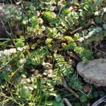 Essbare Wildpflanzen im Weintinger Hölzl