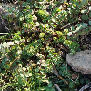 Essbare Wildpflanzen im Weintinger Hölzl