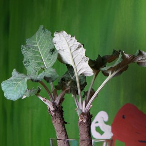 Klettenblätter nach 18 Tagen im Wasser