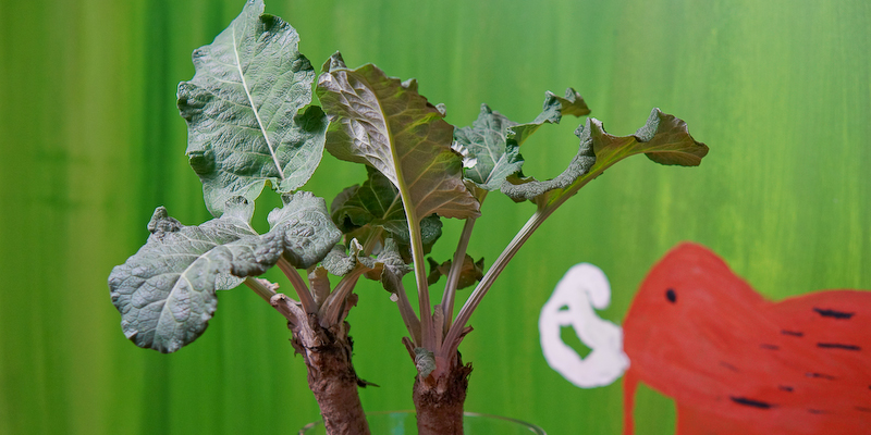 Kletten-Experiment Tag 18