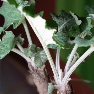 Klettenwurzel nach 18 Tagen im Wasser