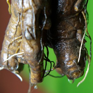 Klettenwurzel nach 18 Tagen im Wasser