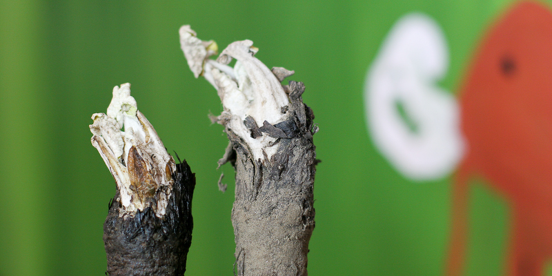 Japanische Kletten Experiment Tag 1