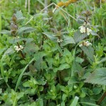 Vogelmiere und Weiße Taubnessel