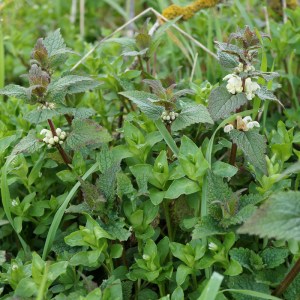 Vogelmiere und Weiße Taubnessel