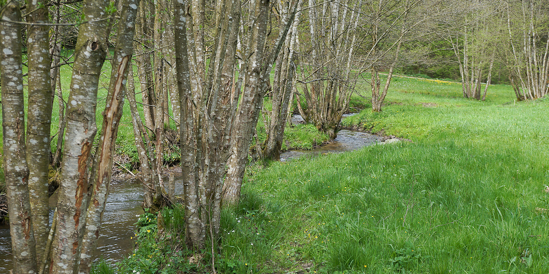 Neue wilde Wege für Wildpflanzen-Wanderungen