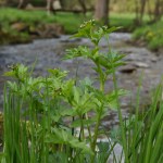 Bitteres Schaumkraut