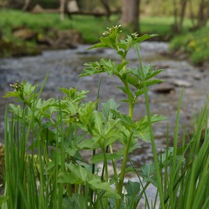 Bitteres Schaumkraut