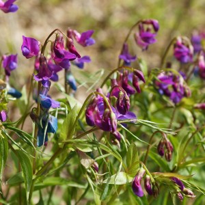 Frühlings-Platterbse