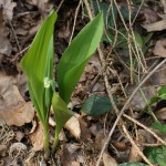 Maiglöckchen - giftig!