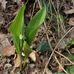 Maiglöckchen - giftig!