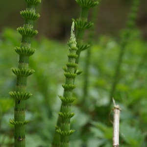 Sumpf-Schachtelhalm (giftig!)