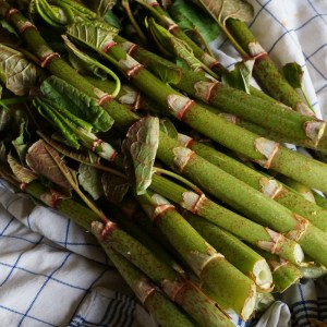 Japanischer-Knöterich