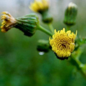 Blüte der Rauen Gänsedistel