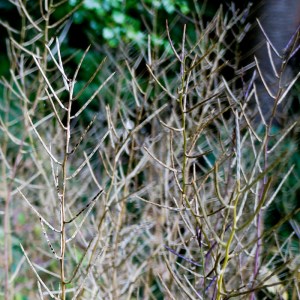 Knoblauchsrauke-Samen