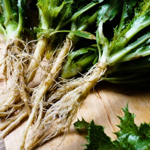 Junge Raue Gänsedisteln mit Wurzeln