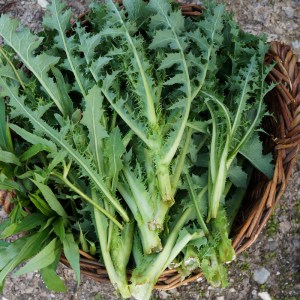 Junge Raue Gänsedisteln