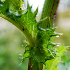 Blatt der Rauen Gänsedistel