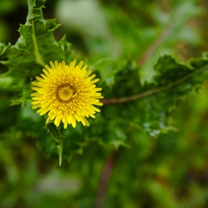 Blüte der Rauen Gänsedistel