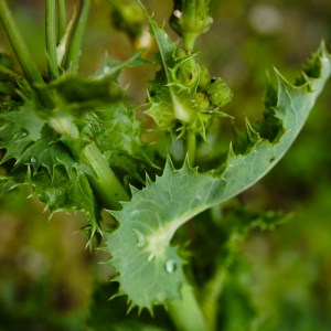 Blatt der Rauen Gänsedistel