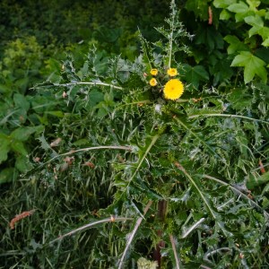 Raue Gänsedistel (Sonchus asper)