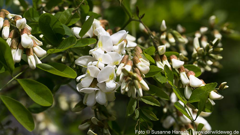 Vom Duft der wilden Blüten und wie man ihn mit Wasser&nbsp;zähmt