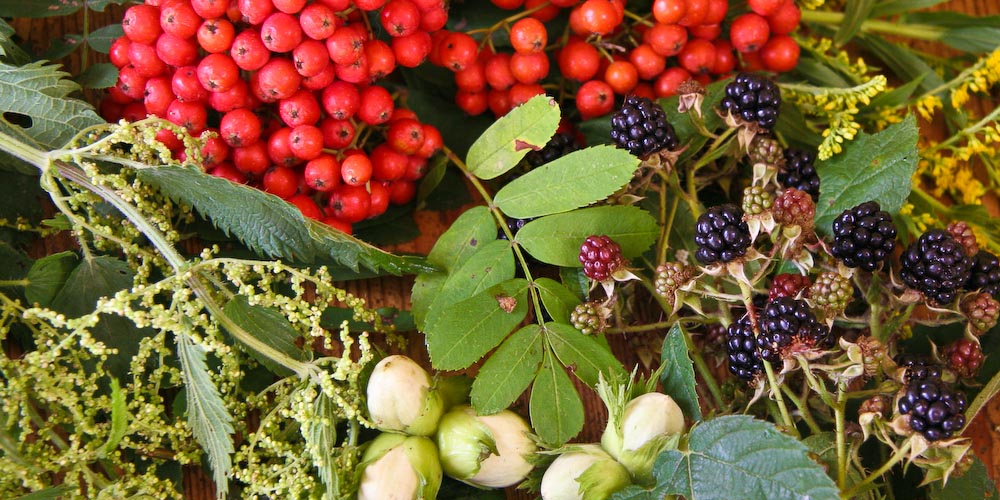 Wilde Sommer und Herbstfrüchte