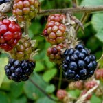 Brombeeren