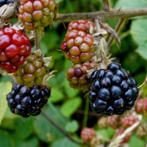 Brombeeren