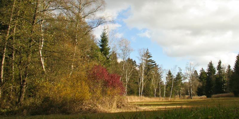 Sonntag 25. Oktober. Letzte Wildpflanzenwanderung in diesem&nbsp;Jahr