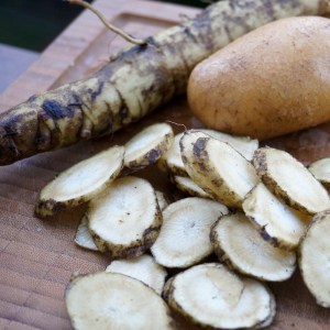 Klettenwurzel (Gobo)