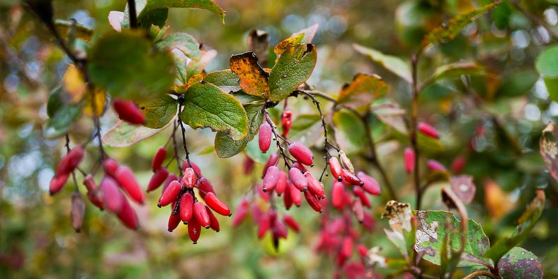 Wildpflanzen-Wanderung in Tegernheim am Sonntag 25.&nbsp;10