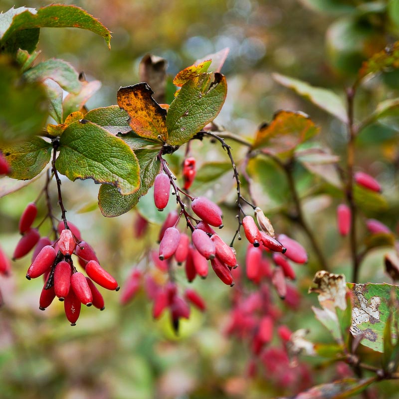 Berberitze, Sauerdorn