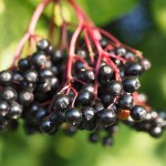 Holunderbeeren