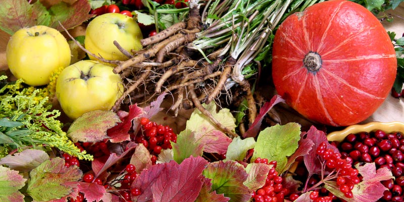 Kochkurs – Wilde vegetarische Küche im&nbsp;Herbst