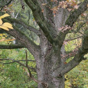 Die schöne Nachbarin