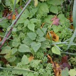 Pflanzen-Gesellschaft