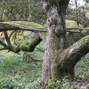 Apfelbaum-Persönlichkeit
