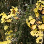 Partner- Tanne und Wein