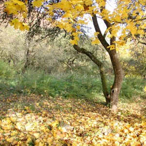 Blick in den wilden Garten