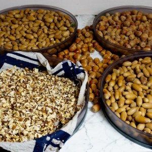 Eicheln beim Trocknen